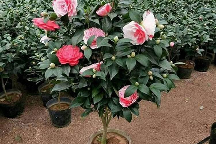 请问怎样给茶花换盆 土壤里面要加些什么