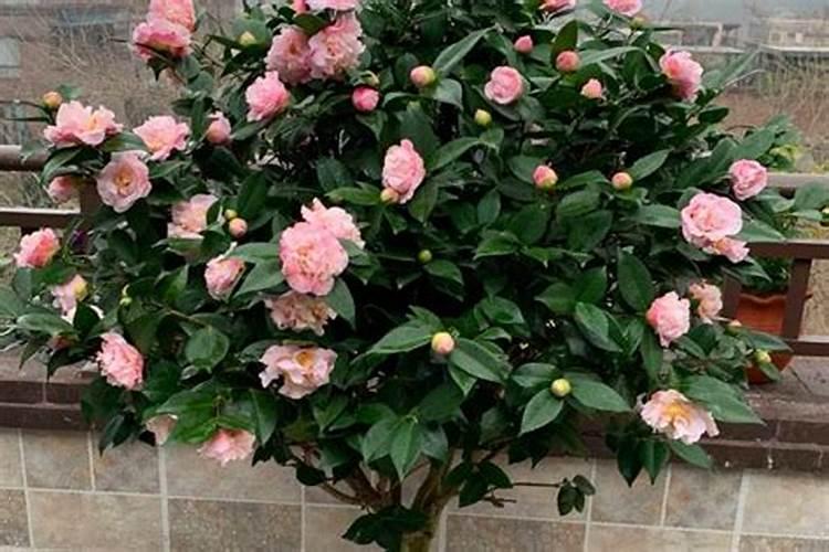 茶花施什么肥最好,什么时候施肥