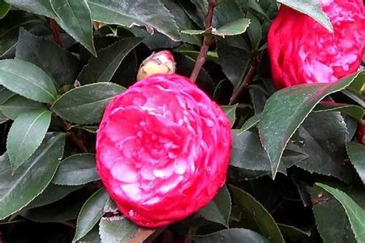 茶花秋季的养护和施肥