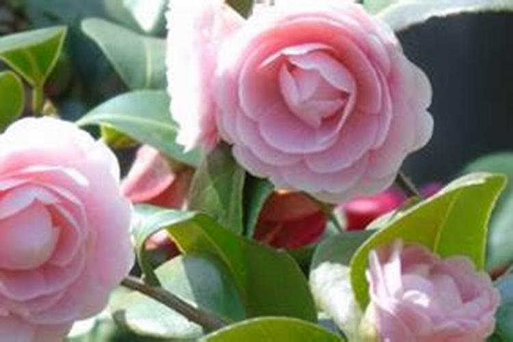 小麦打芸苔素好吗