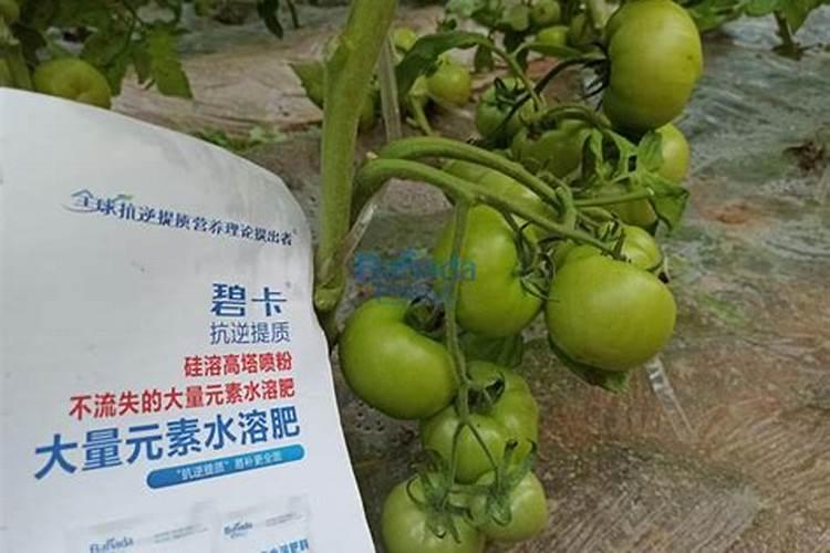 甜瓜点花药过量,怎么解除药害