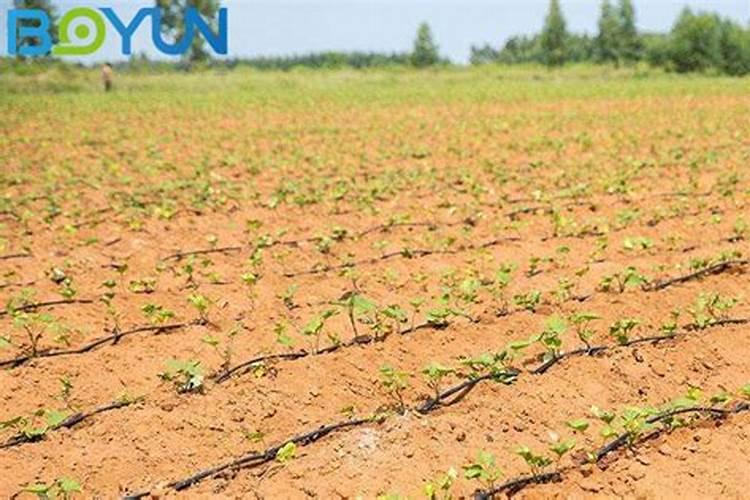 番茄点花药药害能用什么药缓解？