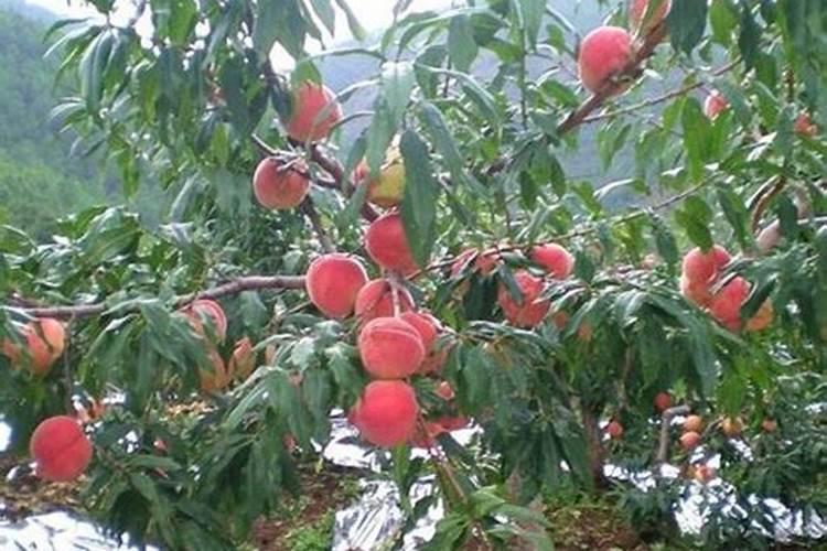 桃树施什么肥料才是最好的？
