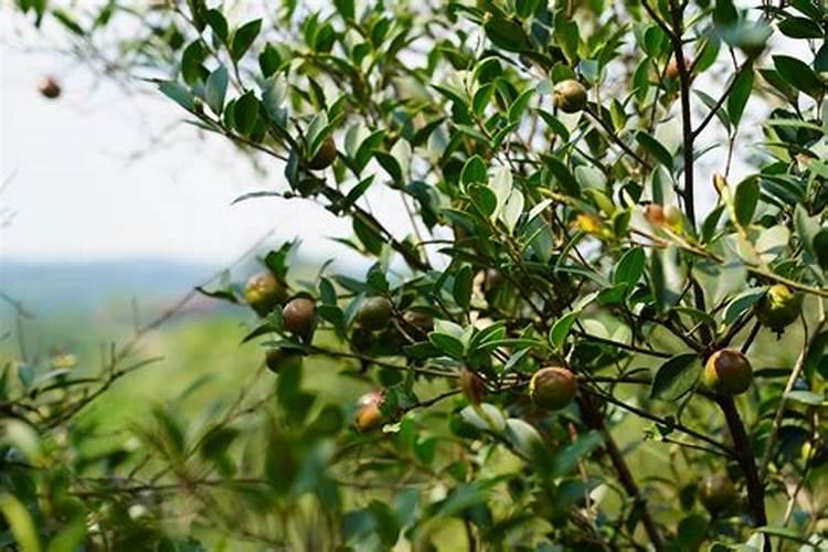 豆角种植为什么会出现开花结果少？严格把控日常管理的要点