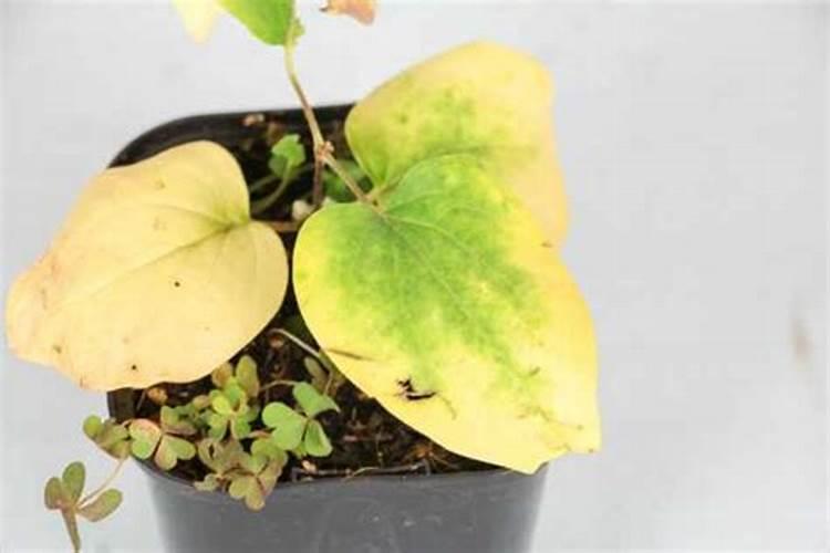 荷兰兰登水溶肥是真进口