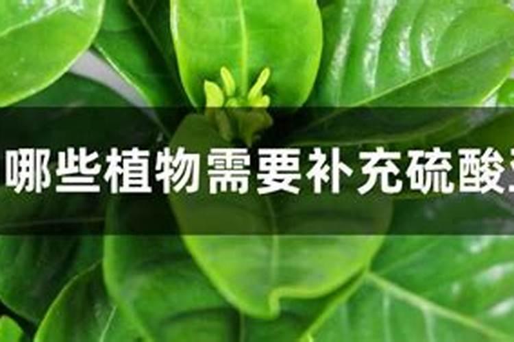 硫酸亚铁可以浇什么植物？