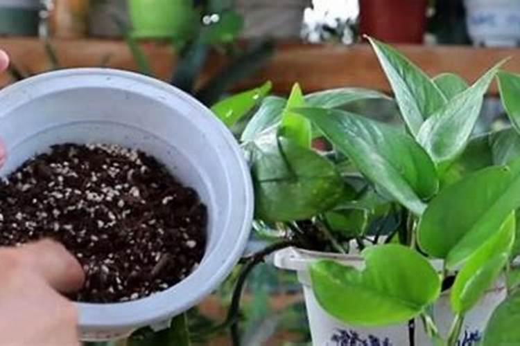 硫酸亚铁适合什么植物？