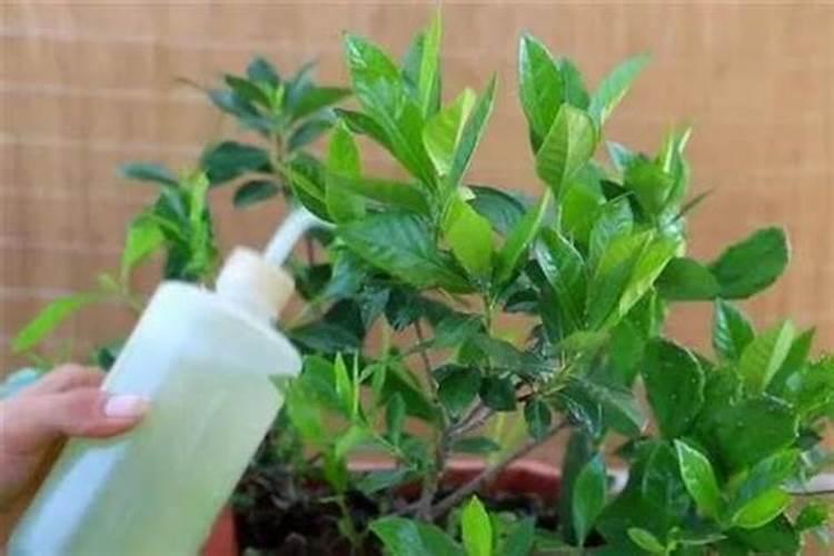 月季花最佳施肥时间是哪时候 月季花什么时候施肥好