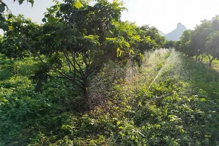 黄皮树怎样促花保果？