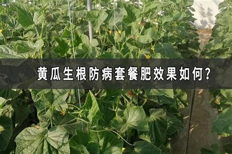 馒头如何做花肥