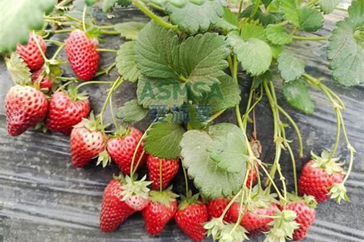 如何施用微量元素肥料才会更好