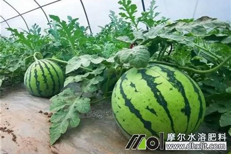 西瓜长多大浇水最好!