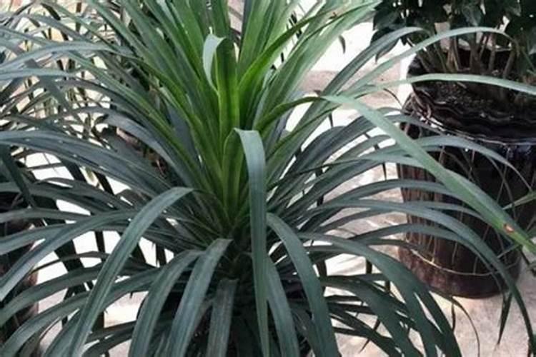 都说肥水鱼难钓,什么叫肥水？怎样识别它？