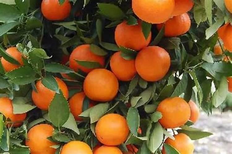 种蔬菜用什么复合肥