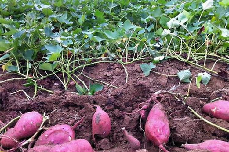 红薯膨大充什么肥料
