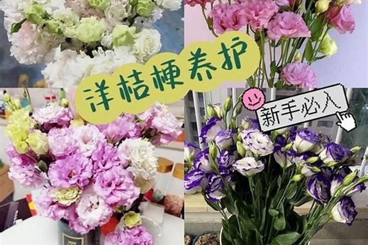 多肉植物,为什么摘下一片叶子就能繁殖。