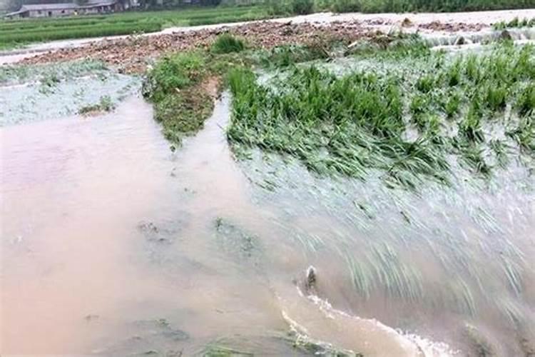 月季移栽判断是否活了