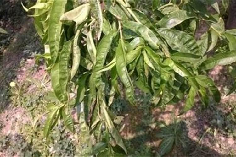杨树追肥用什么肥料好
