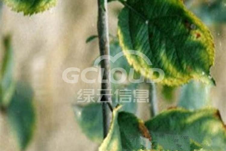 钾肥的作用是什么 钾肥有哪些种类