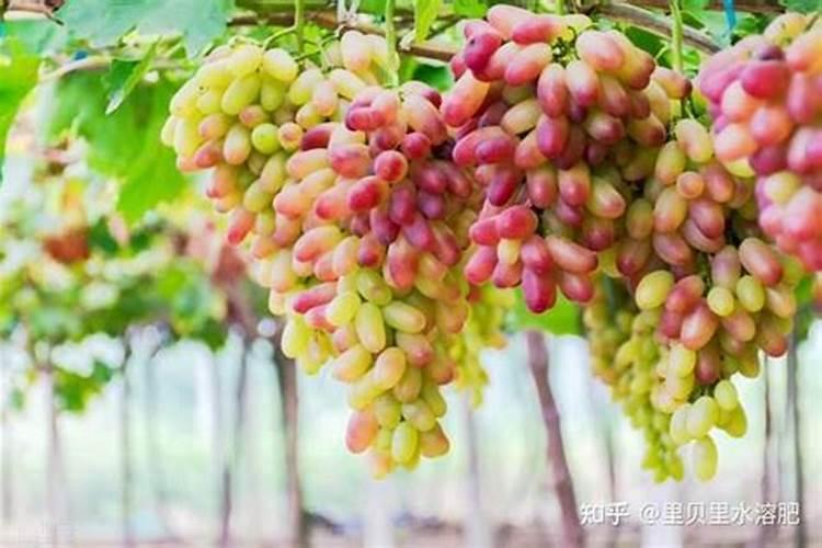 大棚樱桃什么时候冲高钾肥？