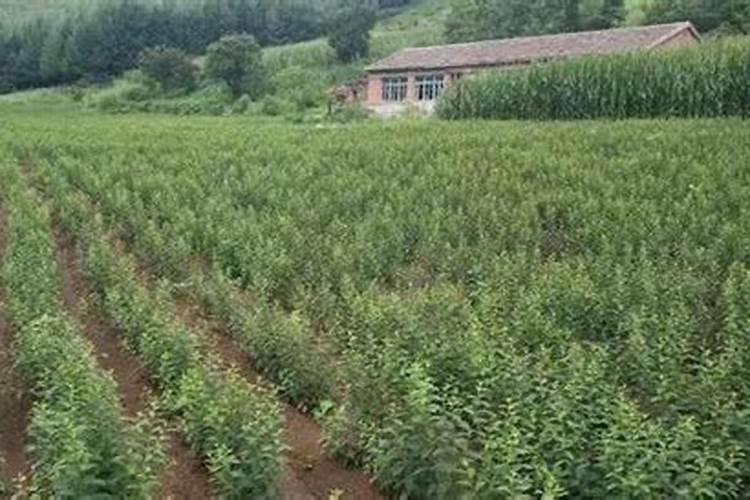 桃树施肥最佳时间