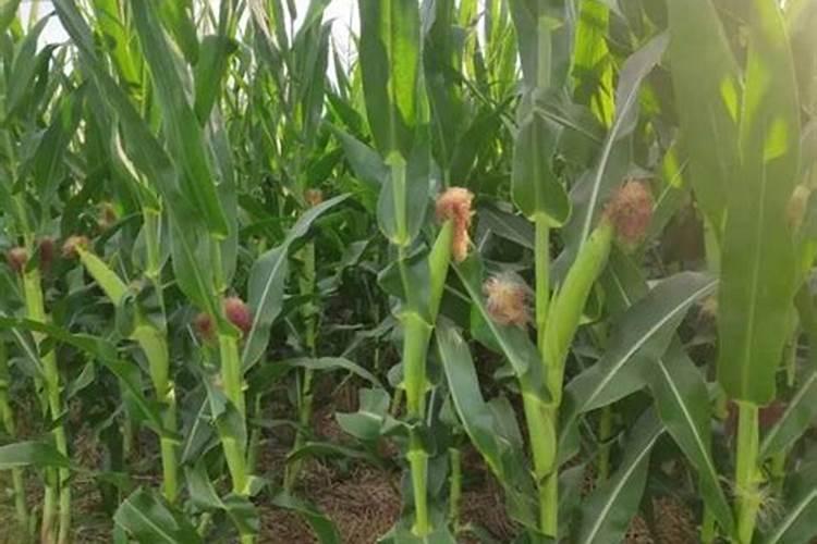 玉米底肥一次性施肥 氮磷钾 各用多少？