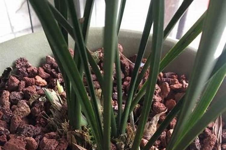 自家种红薯不用肥料可以吗(栽种红薯用化肥和农家肥好)