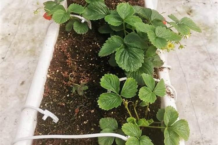 花多多肥料怎么用