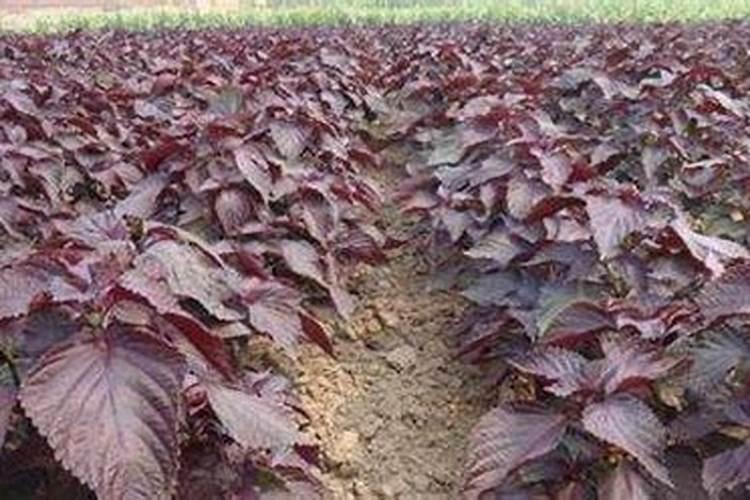 种紫苏用什么肥料好