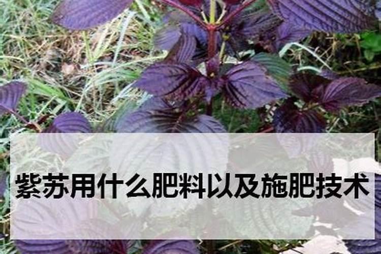 种紫苏用什么肥料好
