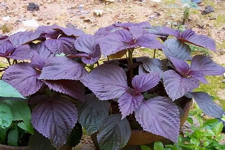 紫苏在夏天能施肥吗