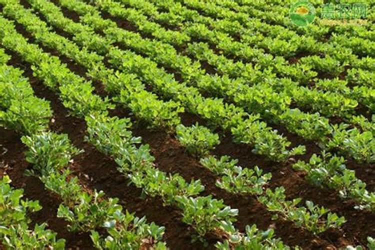 我不知道三角梅为什么不开花了,天天浇水,施肥