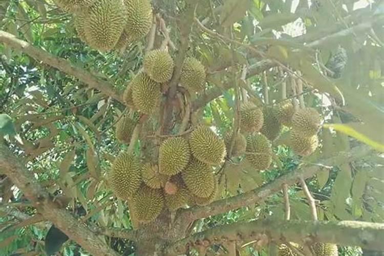 什么肥含钾高效果好