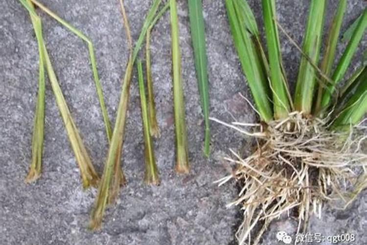 水稻抽穗结实期则呢么管理