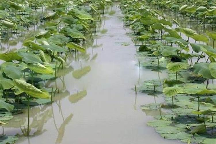 芸苔素能解肥害