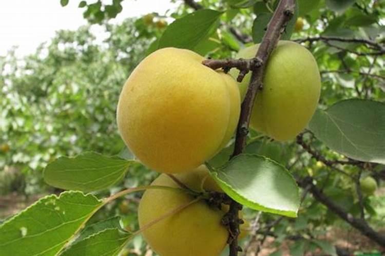 果树专用肥果树专用肥简介