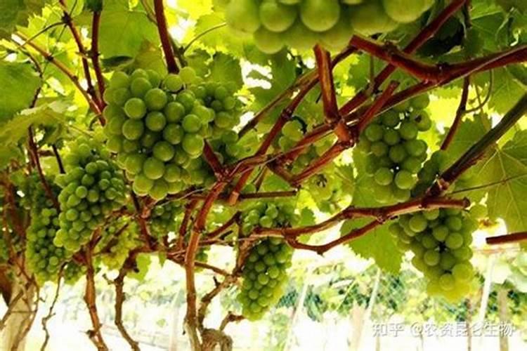 葡萄打什么叶面肥上色快