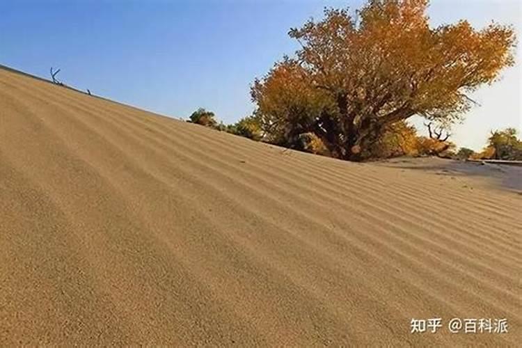 日本最好的固氮植物是什么
