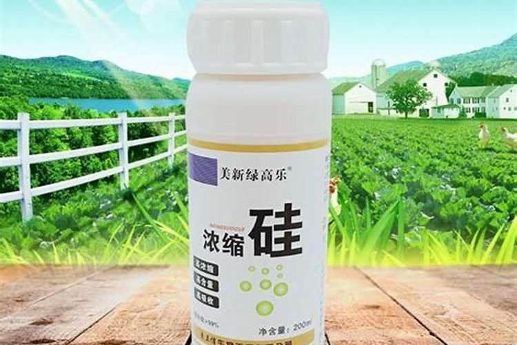 跟彼岸花很像的花