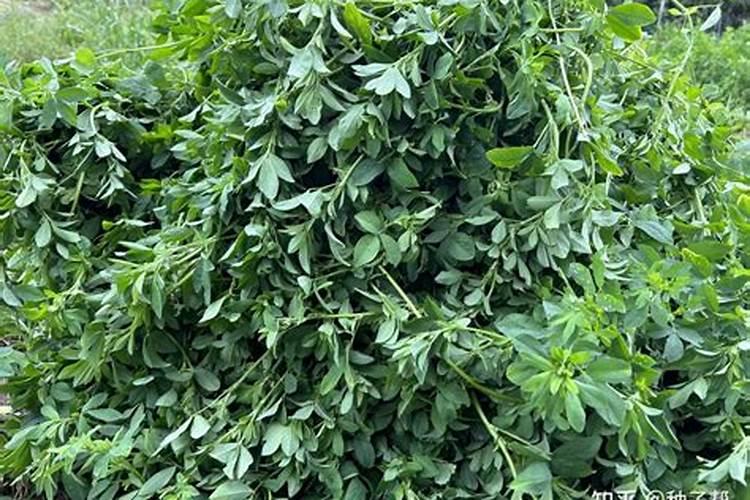 葵花现蕾前期施什么肥好