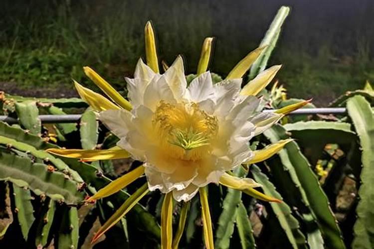 马蹄种植六大注意事项介绍!