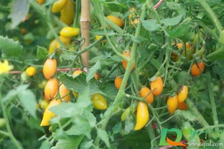 西红柿什么时候补硼钙