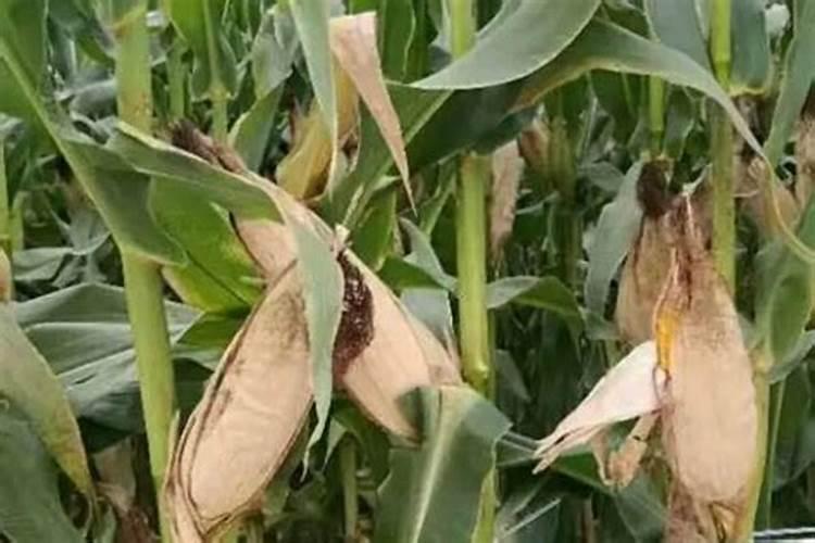 玉米田能用硫酸钾复合肥吗