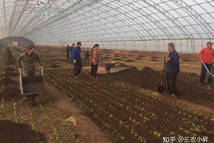 施肥过多烧苗怎么补救