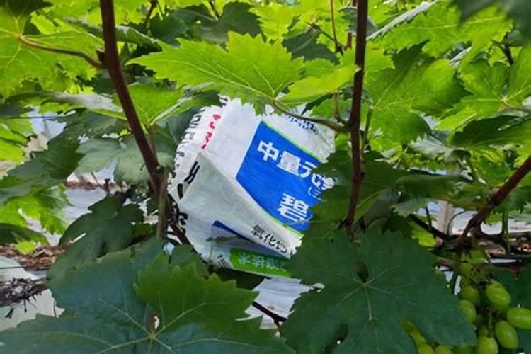 草莓各个时期的施肥方案,什么时候冲高磷肥