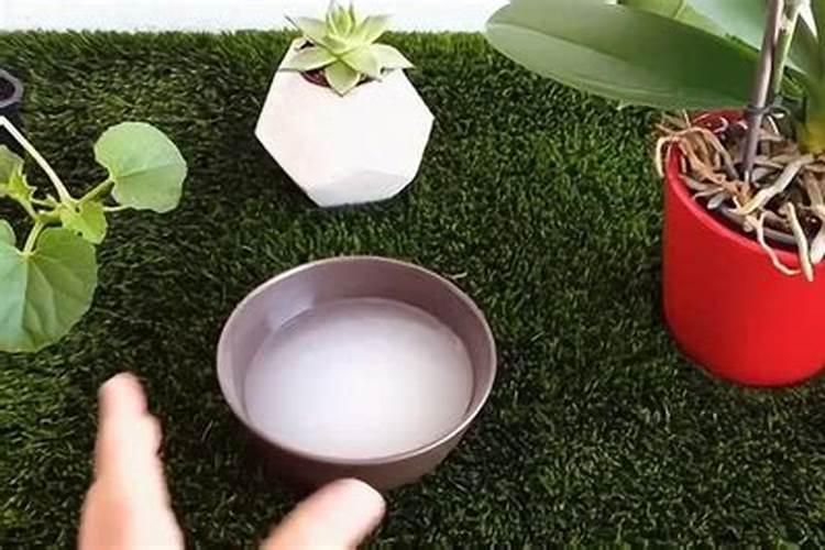 小葱施什么肥长得快