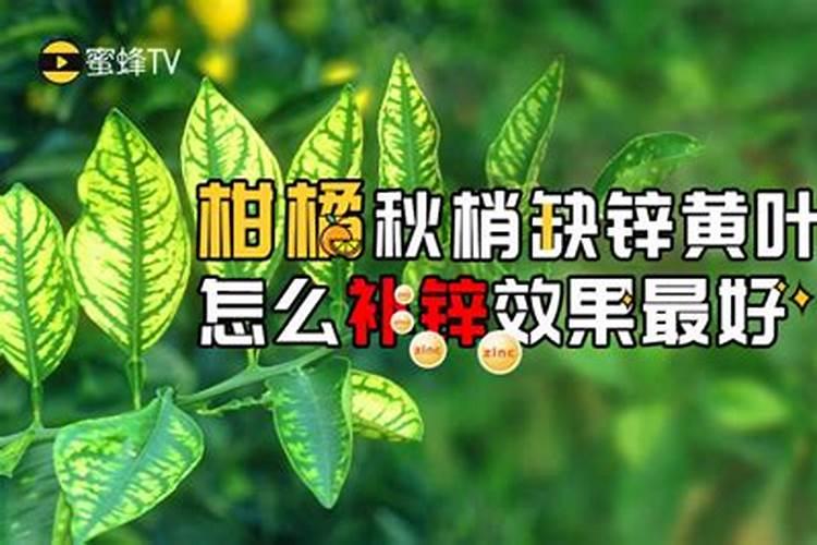 葡萄发芽后,第一道工序应该做什么呢？