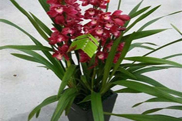 我家的水稻生病了,叶子中间部位先由黄变白,然后断了是怎么回事...