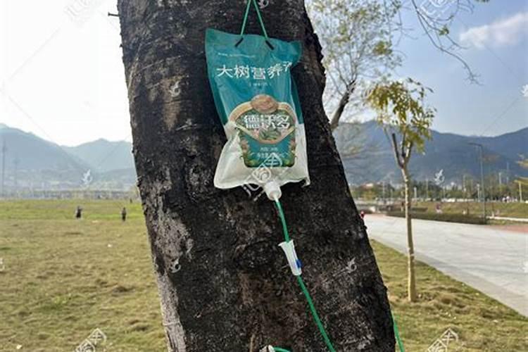 钾肥的作用是什么