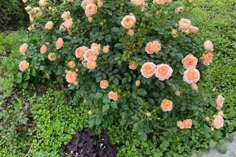 河南周口商水彩礼多少钱周口结婚礼金大盘点